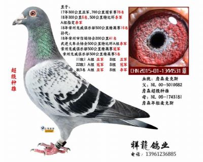 詹森麦克斯81 直子