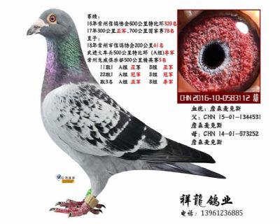 詹森麦克斯81 直孙