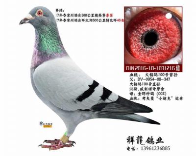 祥龍至尊直子-理奇 216