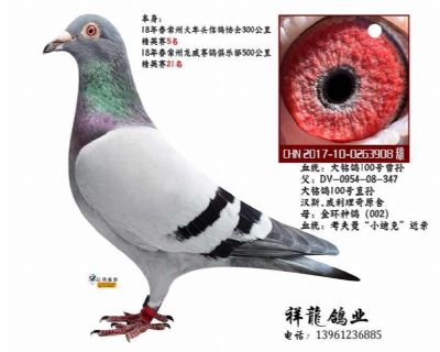 祥龍至尊直子-理奇 908