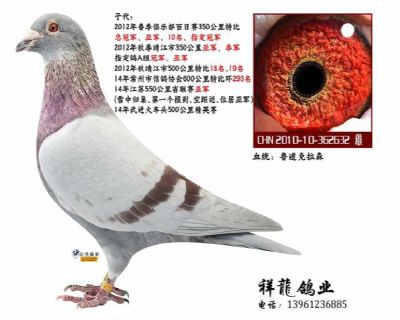 鲁道克拉森-红卡多