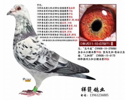 苍白骑士-苍白精灵