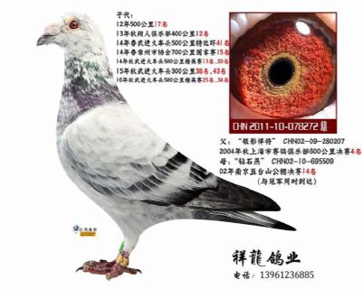 苍白骑士-苍白银影