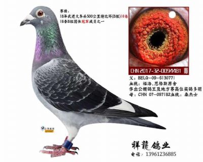 桑杰士-黑色闪电