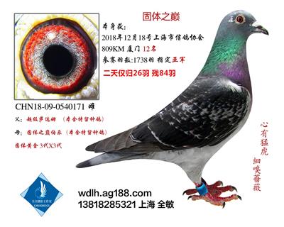 18年上海市800KM12名已转鸽友收藏