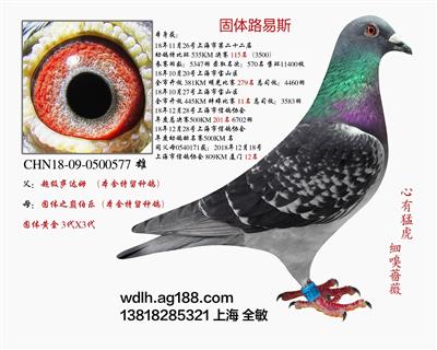 固体路易斯