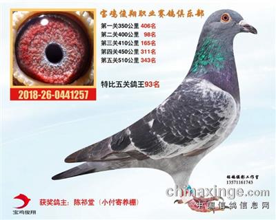 入赏鸽