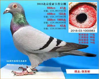 北京卡普鸽王11位