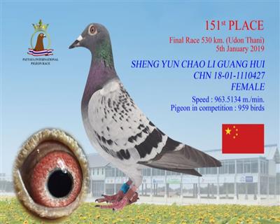 盛云巢·李光辉 - 中信网铭鸽展厅 www.ag188.com