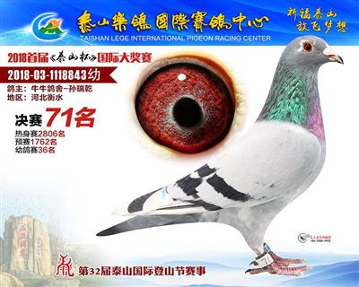 山东泰安乐鸽71名