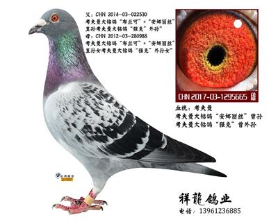 考夫曼“安娜丽丝”曾孙