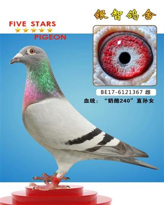 奶酪：240直孙女，供欣赏，不出售