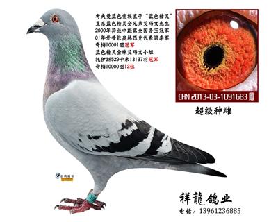 考夫曼“蓝色精灵”