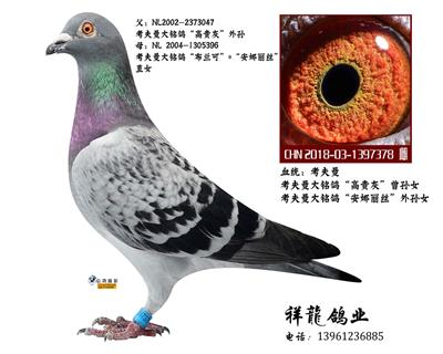 考夫曼“高贵灰”曾孙女