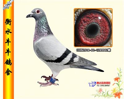 北京亿丰万豪公棚三关鸽王冠军