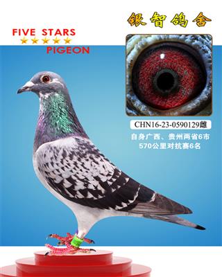 林波尔配詹森019