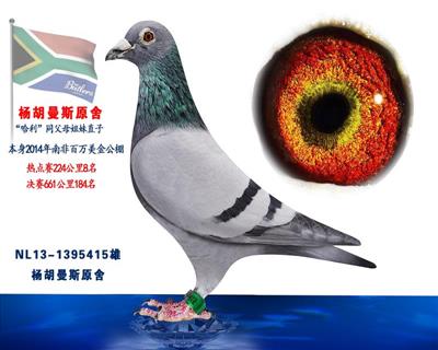 杨胡曼斯南非热点赛8名决赛184名