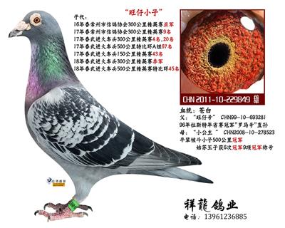 苍白骑士“旺仔号”直子