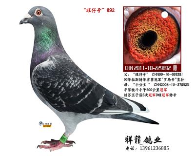 苍白骑士“旺仔号”直女892