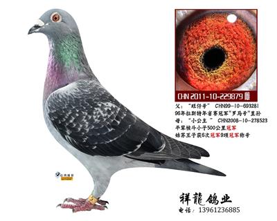 苍白骑士“旺仔号”直女879