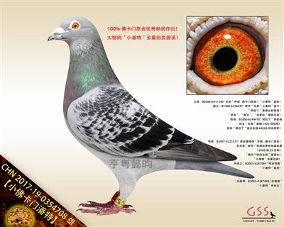 【小佛卡门潘特】“小潘特”多重回血曾孫！