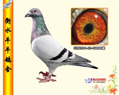 五虎上将之二《银虎》