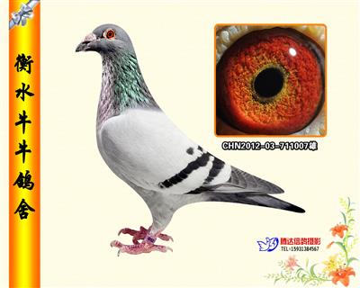 五虎上将之一《金虎》