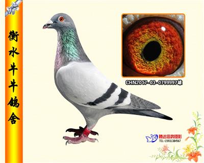 五虎上将之五《玉虎》