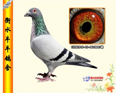 五虎上将之四《铁虎》