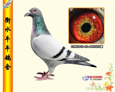 五虎上将之三《铜虎》