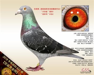 【狂鲨黑金刚】“冠军号”外孙！