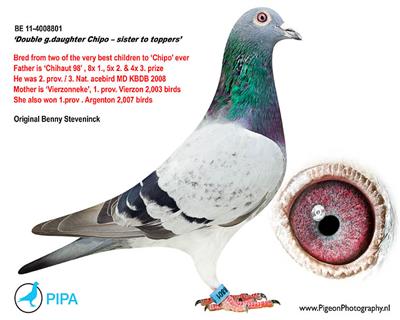 父母双方都是顶级赛将和种鸽