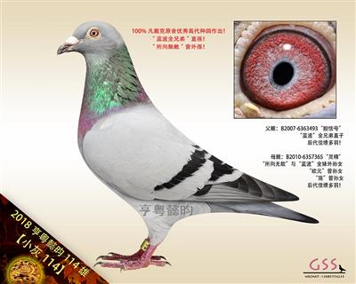 【小灰114】“蓝波全兄弟”直孫！