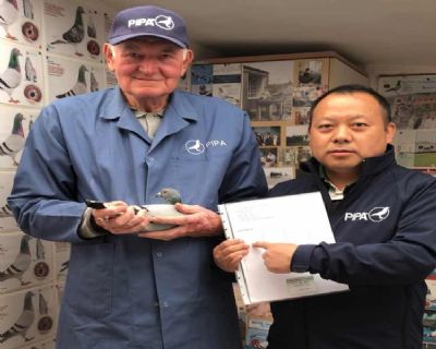 收藏一羽奶酪近亲种鸽