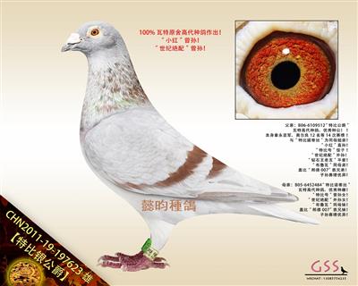 【特比银公爵】“小红”曾孙！