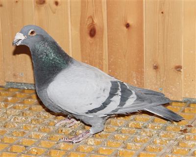 【林波尔公牛524直孙】