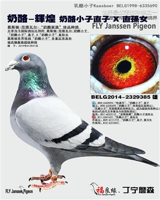 奶酪-辉煌 奶酪小子直子 X 直孙女