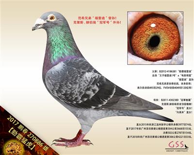 【勁霸猛虎】“冠军号”外孙！