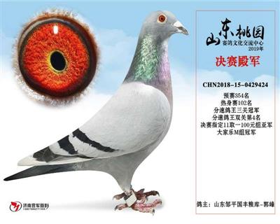 2019年春山东桃园公棚三关鸽王总冠军
