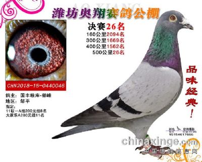 2019年春山东潍坊奥翔公棚决赛26名