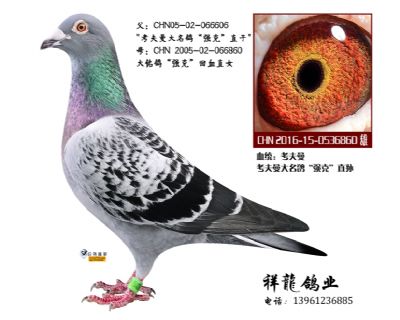 考夫曼“强克”直孙