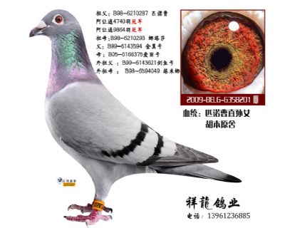 胡本匹诺曹直孙女