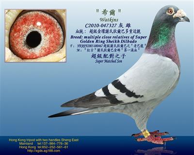 【第—滴血】謝氏/狄尔巴金環之＂希爾＂