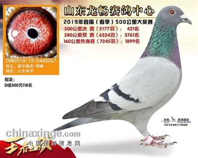 2019年春山东龙畅赛鸽公棚决赛421名