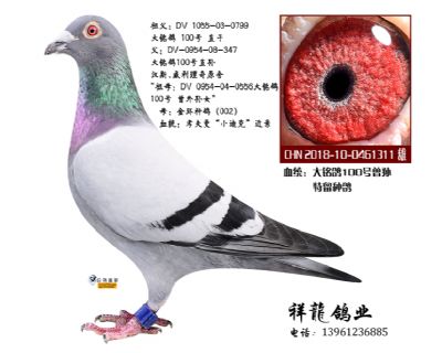 祥龍至尊直子-理奇311