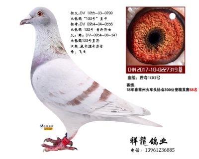 祥龍至尊直子-理奇319