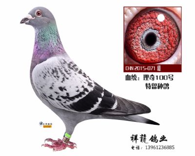 祥龍至尊直子-理奇71