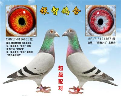 芬妮卡配奶酪240，供欣赏，不出售