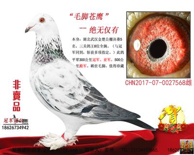 最爱毛脚:毛脚苍鹰