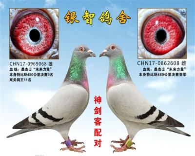 未来力量，已转让陕西鸽友